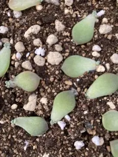 白ぼたん 葉挿し 10個セット　多肉植物のサムネイル