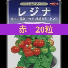 ミニトマト　レジナ　丈低い　鉢植え　支柱不要　‼️20粒‼️ 室内栽培可能　種のサムネイル