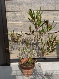 Souju 創樹 オリーブの木 シプレッシーノ ポット鉢植え 苗 - メルカリ