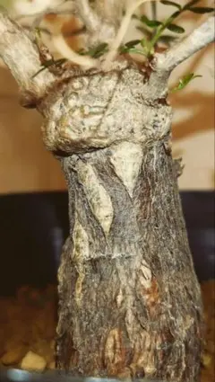 【激レア】リグナムバイタ・癒瘡木の越冬した実生苗2 激レア】リグナムバイタ・癒瘡木の越冬した実生苗1 - メルカリ