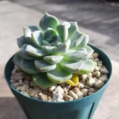 No.2 七福神 抜き苗 多肉植物 - メルカリ