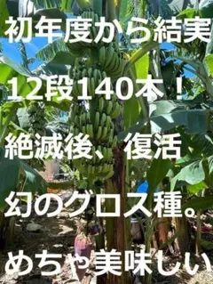 2026年最新】キャッサバ苗の人気アイテム - メルカリ