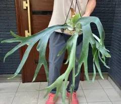 マントルイス✖️ウイリンキー 育てやすい 由来のハッキリした 人気の