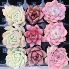 9個セット　シャインマスカット　ピンクダイヤモンド　ロメオ　多肉植物