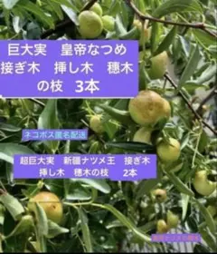 2026年最新】穂木の人気アイテム - メルカリ