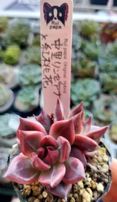 2025年最新】ルイパパさん苗の人気アイテム - メルカリ