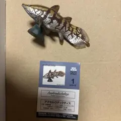 チョコザウルス　アクセルロディクティス