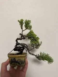 2026年最新】真柏盆栽の人気アイテム - メルカリ