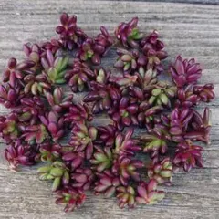 バロン様 リクエスト 2点 まとめ商品