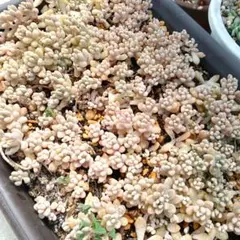 ヌーピー様 リクエスト 2点 まとめ商品