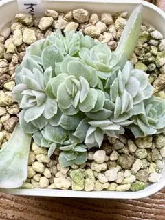 多肉植物　オンスロー錦　美苗　群生　抜き苗 多肉植物 オンスロー群生抜き苗 - メルカリ