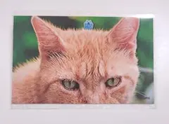 パペットスンスン　スマロイド