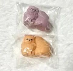 YELL どっちも主役！ポメラニアン おれんじ ちょこ