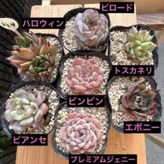 多肉植物 エケベリア ハロウィン エボニー ビンビン 寄せ植え 224