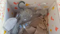 ポケセン　イシツブテ　ハンガー