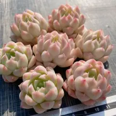 LUUP様 リクエスト 3点 まとめ商品