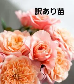 訳あり苗 和バラ　ダリア咲き四季咲きのバラ苗