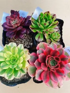 75 多肉植物 アエオニウム 抜き苗 4種セット