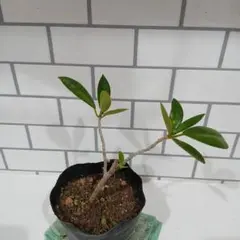 まっくす様 リクエスト 3点 まとめ商品