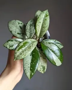 2025年最新】ホヤの人気アイテム - メルカリ