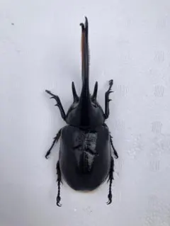 2026年最新】標本・ ネプチューンオオカブトの人気アイテム - メルカリ
