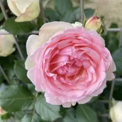 ぷりん❤︎☆*(≧▽≦)*☆❤︎様 リクエスト 2点 まとめ商品