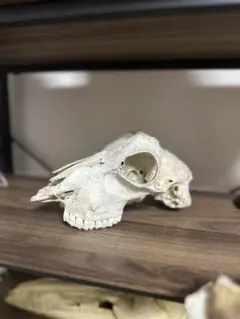 猪 剥製 頭骨 頭蓋骨 スカルトロフィー イノシシ 骨 - メルカリ
