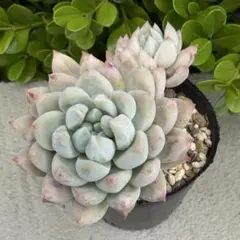プリンセスティアラ ミックスベリア おらいさん苗 多肉植物 - メルカリ