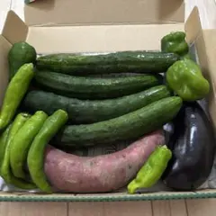 野菜セット 野菜