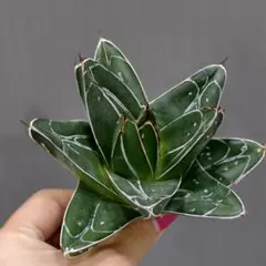 2025年最新】笹の雪 アガベの人気アイテム - メルカリ