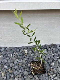斑入りオリーブ苗　a 斑入りオリーブの挿し木苗の愛おしい生長 | ブログ版Olive&SucculentGarden