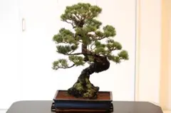 ま*様 五葉松 盆栽 神舎利 大品 半懸崖 サバ幹 樹高90㎝ - メルカリ