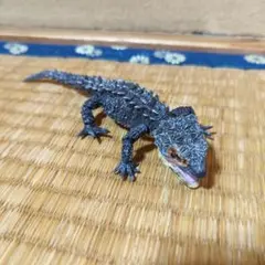 Item thumbnail for item 475446a8-a6e3-4560-83de-778ab2e4c06e