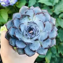 Top【選抜株】多肉植物 22936アリス エブンズ 10個 鉢無し - メルカリ