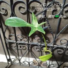 フィロデンドロン フロリダビューティー　①(観葉植物、斑入り)のサムネイル