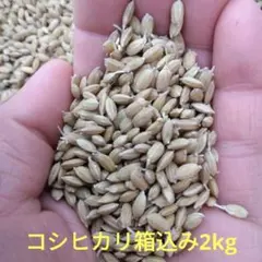 コシヒカリ種籾　4キロ 消毒済み　選別済み　お米の種子　お米を育てましょう。 種籾 消毒済 芽出し済 コシヒカリ4kg - メルカリ