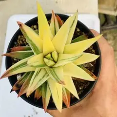 多肉植物 ハオルチア コンプト錦 極上株 - メルカリ