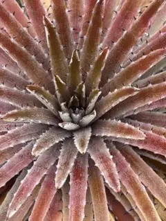 2026年最新】Dyckia reitziiの人気アイテム - メルカリ