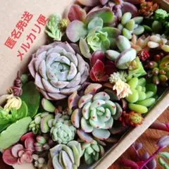 ②七福美尼　韓国苗　多肉植物詰め合わせセット。カット苗。寄せ植えセット。多肉弁当