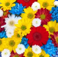 Faerie Health様 リクエスト 3点 まとめ商品