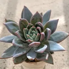 2025年最新】ブラックサバス 多肉の人気アイテム - メルカリ