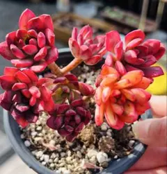 2026年最新】多肉植物 ミニベル錦の人気アイテム - メルカリ