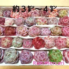 g42多肉植物カット苗☆寄植えセット☆限定