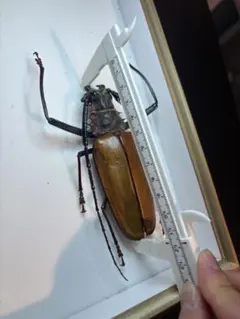 昆虫標本 ハチカミキリ Ulochaetes vacca 雌 中国 - メルカリ