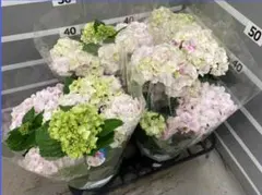 ☆ハイドランジア☆アジサイ☆アヤ☆5号鉢☆希少☆ - メルカリ