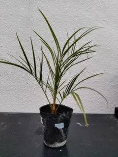 2026年最新】フェニックスロベレニーの人気アイテム - メルカリ