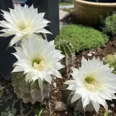ホワイトパパ 人気花サボテン 柱サボテン 花16cm+ カキコ - メルカリ
