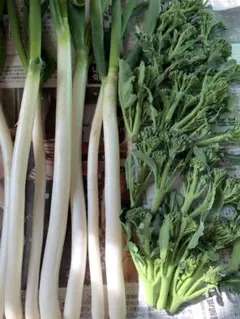 mike様専用ページです