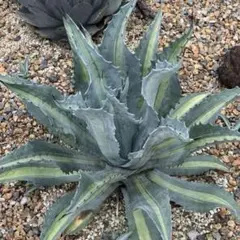 2025年最新】アガベ アメリカーナ・エクスパンサの人気アイテム