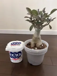 アデニウムのサムネイル